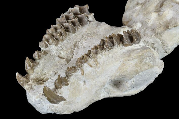 Oreodont (Merycoidodon) Partial Skull - Wyoming #113031